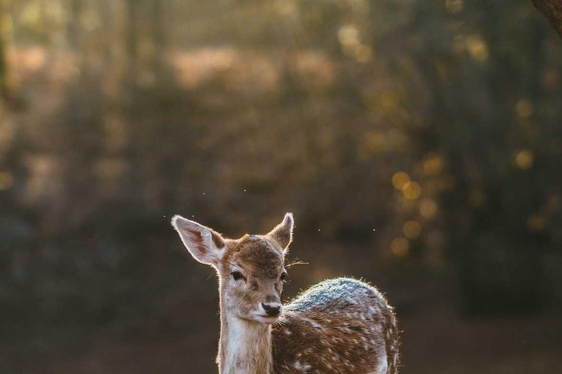 Esse vel est voluptatem illo placeat sit